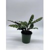 Florida House Plants Calathea Lancifolia, Rattlesnake, Prayer Plant, Rattle Snake,