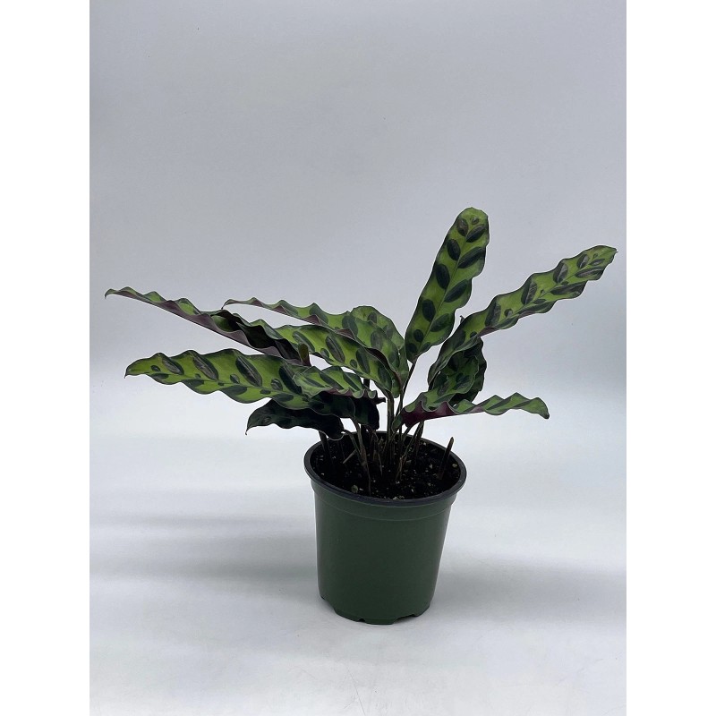 Florida House Plants Calathea Lancifolia, Rattlesnake, Prayer Plant, Rattle Snake,