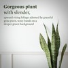 American Plant Exchange Snake Plant – Large 10-Inch Pot Green