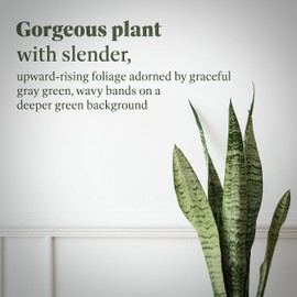 American Plant Exchange Snake Plant – Large 10-Inch Pot Green Sansevieria Zeylancia, Low-Maintenance, Air-Purifying Live Houseplant for Home, Office, or Outdoor Patio Garden Décor