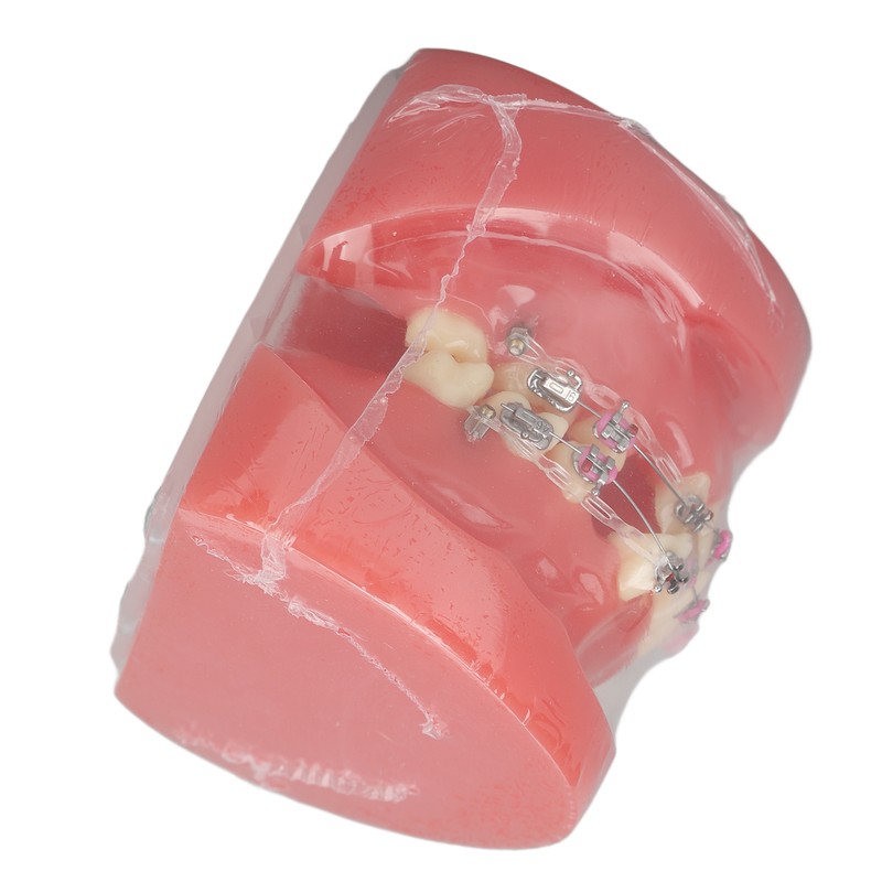 Demonstration Orthodontics Dental Model Disassembled Resin Teeth Model for Teaching