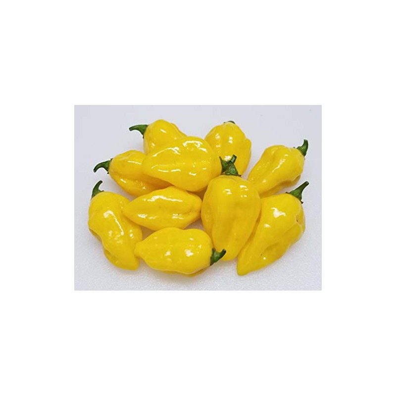 Puerto Rican Yellow Pepper 10+ Seeds