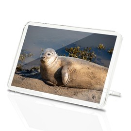 Classic Rectangle Magnet with Stand - Grey Seal Sunbathing Nature Wildlife - Fridge Locker Office Whiteboard Toolbox #52934