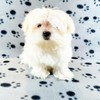 TBK Pets Double-Sided Fleece Pet Blanket, Soft Snuggle Blanket for