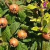 Alebrixes | Loquat Leaves Herbal Tea (4oz)| Premium Quality Whole
