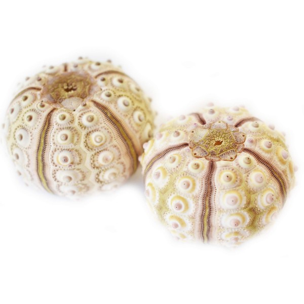 Set of 2 Sputnik Sea Urchin Shells 1-1.75" Beach Crafts