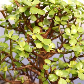 Brussel's Bonsai - Live Dwarf Jade Bonsai Tree in a Ceramic Bonsai Pot, Indoor Succulent Houseplant, 6 Years Old, 10-14 Inches Tall, Easy Care Plant for Home or Office (Large, Green)