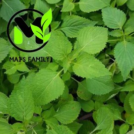 Mai's Family Vietnamese Balm seeds, Balm seeds,Hat Rau Kinh Gioi,Easy to Grow, Delicious!! - 1000+