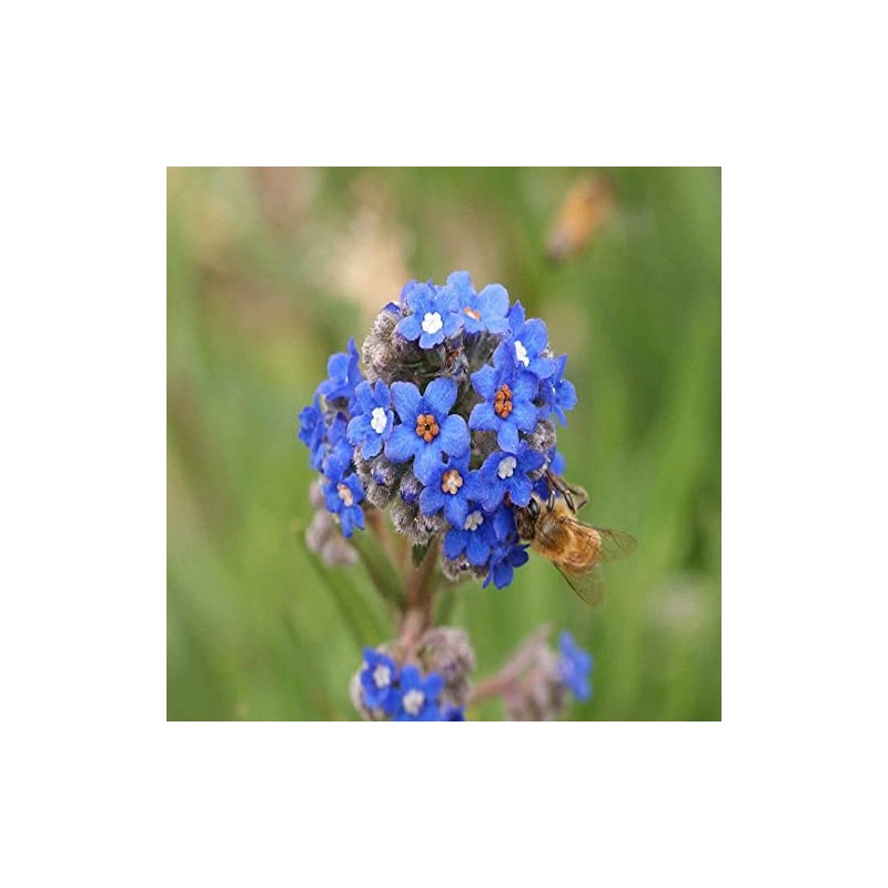 500 Blue Italian Alkanet Anchusa Capensis Flower Seeds Cape Forget-Me-Not