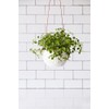 Burgon & Ball 'Dot' Hanging Pot
