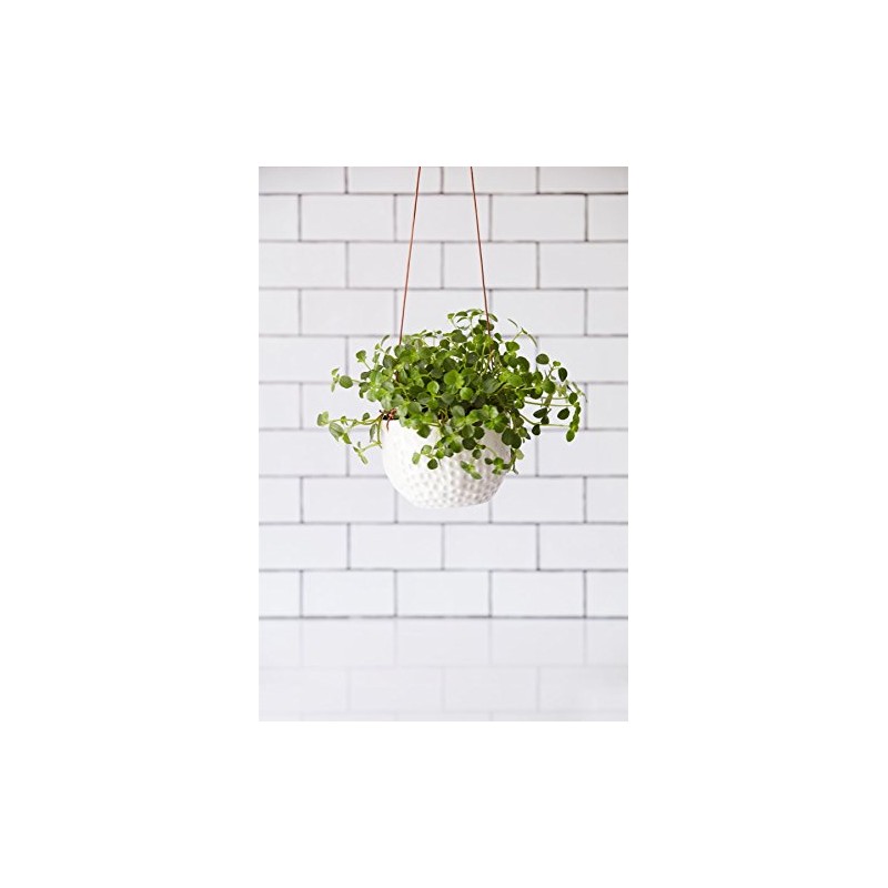 Burgon & Ball 'Dot' Hanging Pot