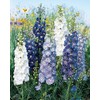 Burpee Fantasia Mixed Colors Delphinium Seeds 100 seeds