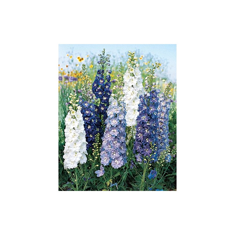 Burpee Fantasia Mixed Colors Delphinium Seeds 100 seeds