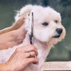 Gimars 6 in 1 Dog Grooming Scissors Kit, Professional 4CR