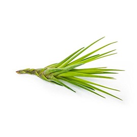 Altman Plants, Assorted Cactus Plants Live Plants (9PK), Cactus Plant Live Succulents Plants Live Cactus Decor, Indoor Plants Live House Plants in Cactus Soil, Live Cacti Plants Live Succulent Plants