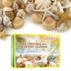 Christmas Countdown Advent Calendar 24 Pcs Shell Toys 2022 Conch
