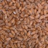 Georgia Gore Wheat Seed (Beardless) (1 Lb.)