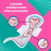 Saba Toalla Femenina con Alas, 60 piezas