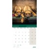 Crufts' Calendar 2024: the perfect gift for every dog lover