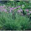 Society Garlic - 20 Live Plants - Tulbaghia Violacea -