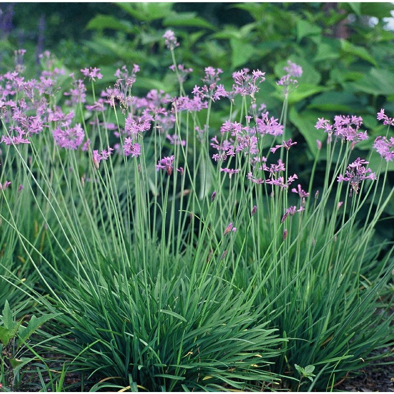 Society Garlic - 20 Live Plants - Tulbaghia Violacea -