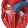3B Scientific Human Anatomy - Classic Heart Model, 2 Pieces