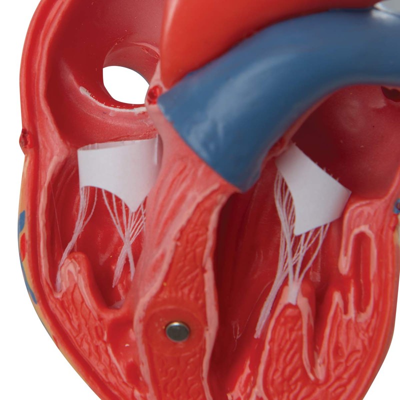 3B Scientific Human Anatomy - Classic Heart Model, 2 Pieces