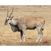 Duramesh Archery Targets Eland, DM 234