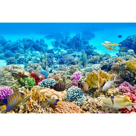 Under The Sea Backdrop Underwater Coral Reef Panorama Photography Background Various Tropical Fish Breeding Aquariums Deep Sea Ocean Sunbeams Backdrop Decors for Kids Children Photo Props 7x5ft