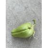 Chayote Plant 1 Sprouted Chayote Squash Mirliton Live Plant Ready