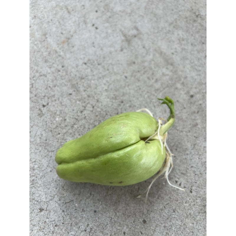 Chayote Plant 1 Sprouted Chayote Squash Mirliton Live Plant Ready