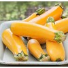 Seeds Zucchini Yellow Heirloom Vegetable for Planting Non GMO