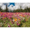 Alaska Wildflower Flower Seed Mix - 5000+ Seeds - Special