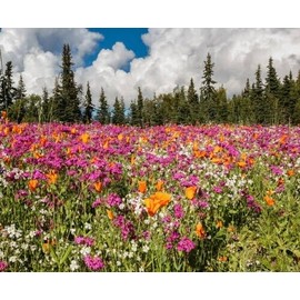 Alaska Wildflower Flower Seed Mix - 5000+ Seeds - Special Mix From Denali Area
