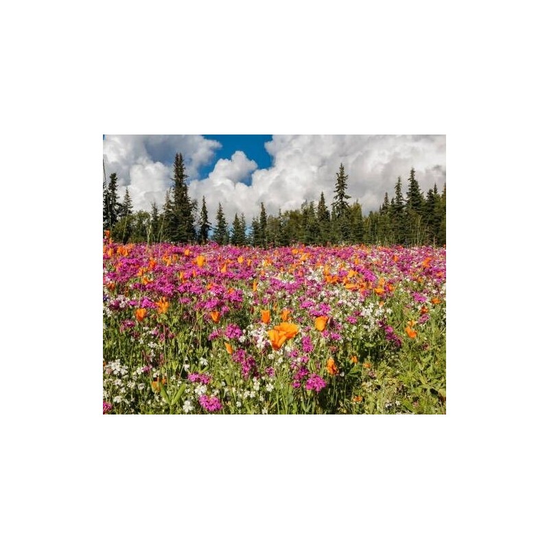 Alaska Wildflower Flower Seed Mix - 5000+ Seeds - Special