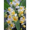 Orchid Insanity -Onc. Twinkle 'Fragrant Fantasy' - fragrant blooms easy