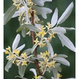 CZ Grain One White Willow Tree - Silver Leafs Shimmer in The Sun - One Cutting to Grow