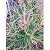 Pencil Cactus, Firesticks 7 Succulent Cuttings Plant NHKM53