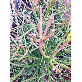 Pencil Cactus, Firesticks 7 Succulent Cuttings Plant NHKM53