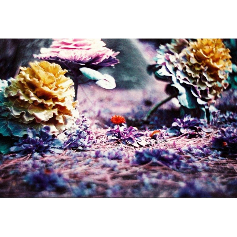 Lomography Lomochrome Purple 35mm ISO 100 Color Shifting Film for