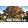 Cherrybark Oak Tree | 3 Live Plants | Quercus Pagoda
