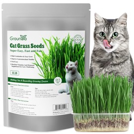 Groundio Cat Grass Seeds, 16 OZ, Grown in The USA for Indoor Cats, Non-GMO, 1 Pound