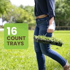 SodPods® St. Augustine CitraBlue Grass Plugs for Lawn Repair, 3" x 3" Each (16-Count) – Cannot Ship to California/Arizona