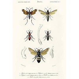 Spider Wasp (Pepsis Stellata) - Australian Wasp - Velvet Ant - 1849 - Insect Illustration Poster