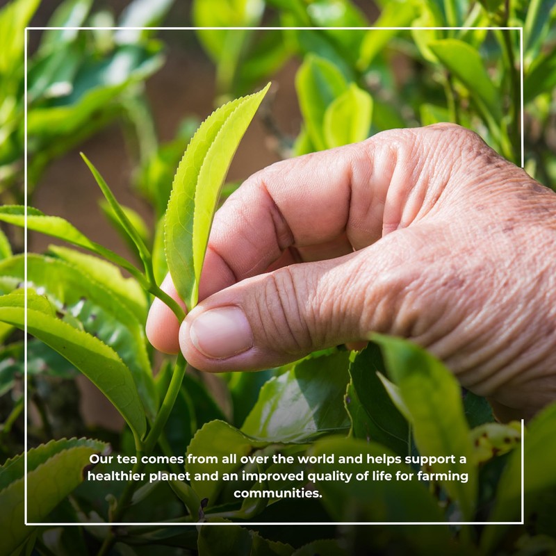 Typhoo Typhoo 1100 Teabags