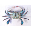 Charlotte International Large Replica Chesapeake Bay Blue Crab Wall Decor