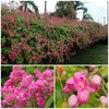 HOPE'S GARDEN Coral Vine Antigonon leptopus~~SMAL