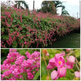 HOPE'S GARDEN Coral Vine Antigonon leptopus~~SMAL