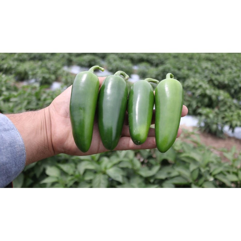 SeedsUP - 30+ Seeds Jalapeno Chili Pepper - Vegetable Green
