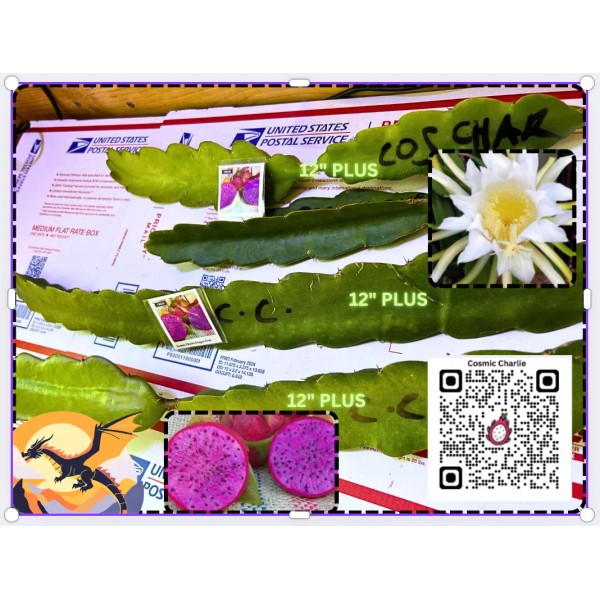Undisclosed Cosmic Charlie Dragon Fruit 12"+ STARTER PLANT Cutting